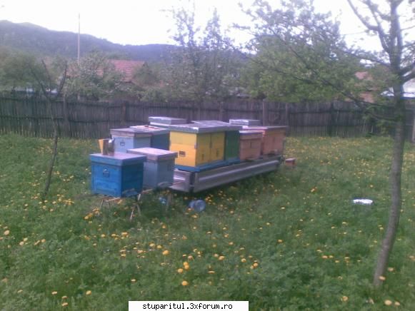 Stupina PungaFlorin - astazi am pus caturi la cinci verticali, dar doar - POZE