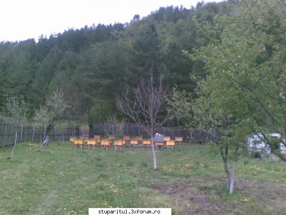 Stupina PungaFlorin - foto cu stupina lui - POZE
