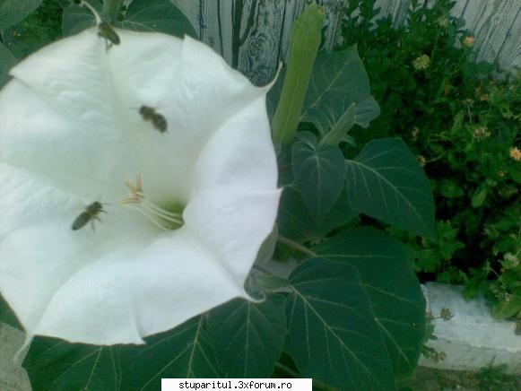 Stupina PungaFlorin - pngflorin - POZE