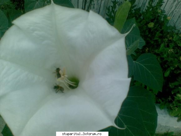 Stupina PungaFlorin - pngflorin - POZE