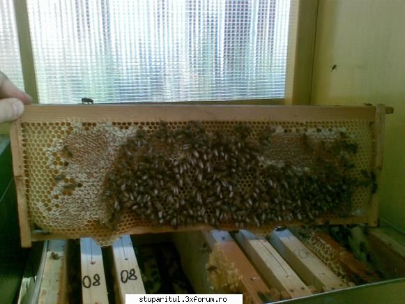 Stupina PungaFlorin - alta in aceeasi nota - POZE