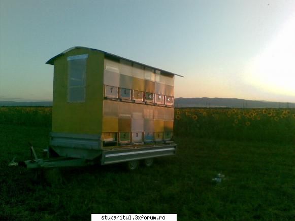 Stupina PungaFlorin - la floarea soarelui Com. Garoafa, la 10 km de - POZE