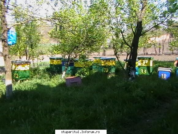 Stupina lui Calin - Voi incerca sa pun si eu niste poze sa`mi prezint - POZE