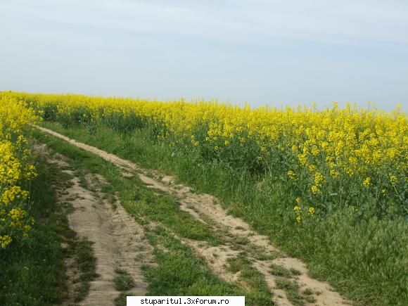 Stupina lui Lucian - Si rapita .....limita dintre 2 fermieri - POZE