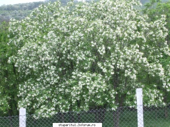 Stupina lui Lucian - Salcamul 1 .......dezastru - POZE