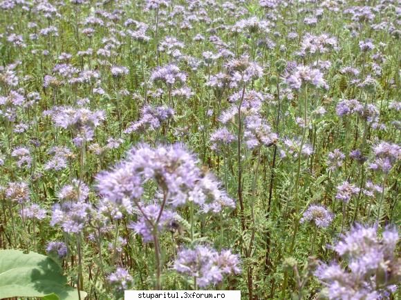 Stupina lui Lucian - Si atat floare multa zbor in draci de parca ar fi - POZE