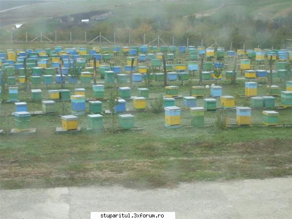 Stupina lui Lucian - Si stupina in bataia vantului.....deocamdata - POZE