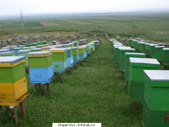 Stupina lui Lucian - Pentru inceput cateva poze.Stupina in pastoral la - POZE