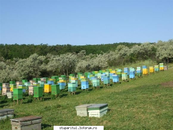 Stupina lui Lucian - Stupina cu ceva iventar apicol ca...centrufuga - POZE