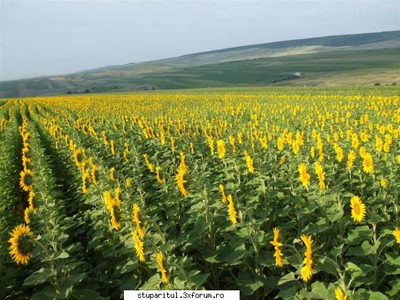 Stupina lui Lucian - Dupa tei au fost transportati la floarea - POZE