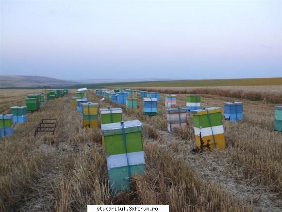 Stupina lui Lucian - dupa prima noapte....floarea abia acum incepe sa - POZE