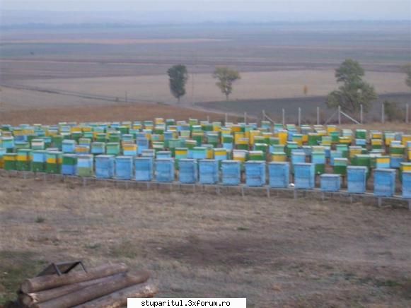 Stupina lui Lucian - david nick - POZE