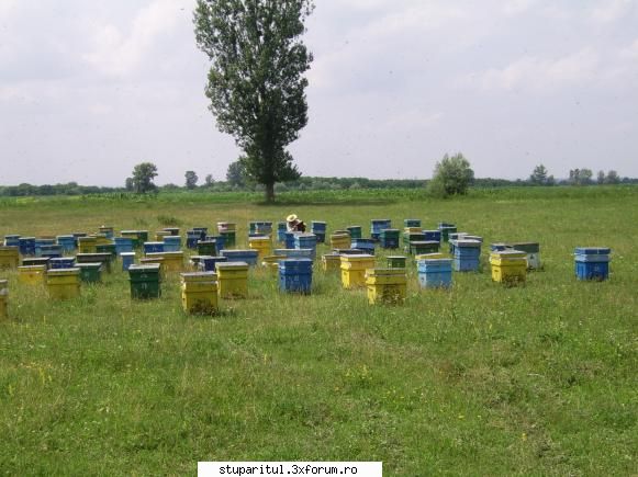 Stupina mea - Zip2006 - POZE