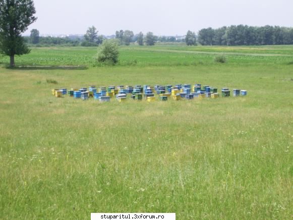 Stupina mea - Zip2006 - POZE