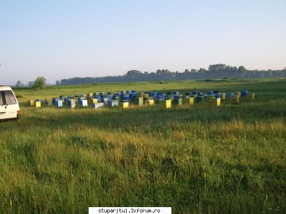 Stupina mea - Zip2006 - POZE