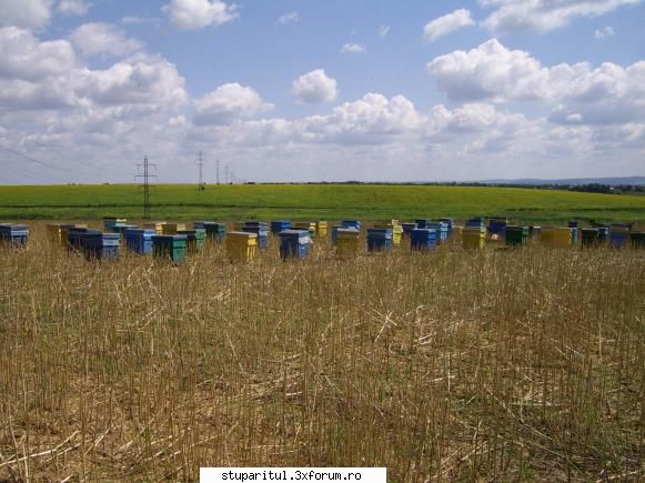 Stupina mea - La floarea soarelui - POZE