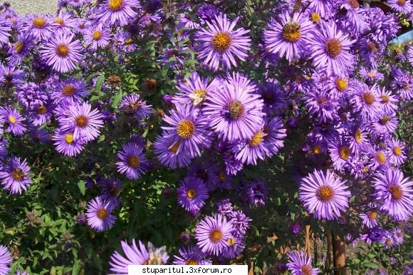 Stupina mea - Bine v-am regasit.Flori de toamna - POZE