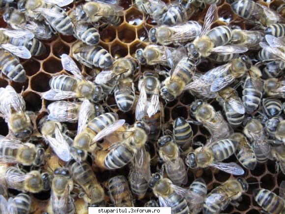 Stupina mea - beehaver - PAGINI PERSONALE ! CINE SUNT EU ?