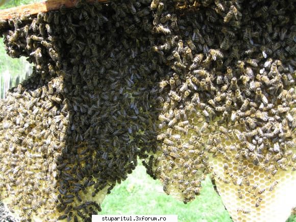 Stupina mea - beehaver - PAGINI PERSONALE ! CINE SUNT EU ?