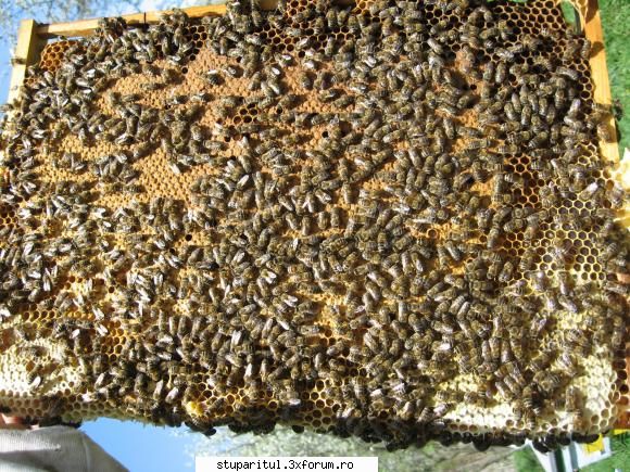 Stupina mea - beehaver - PAGINI PERSONALE ! CINE SUNT EU ?