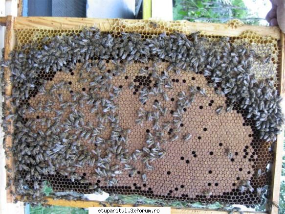 Stupina mea - Am dibuit-o, era prea mare poza...(4 mega si - PAGINI PERSONALE ! CINE SUNT EU ?