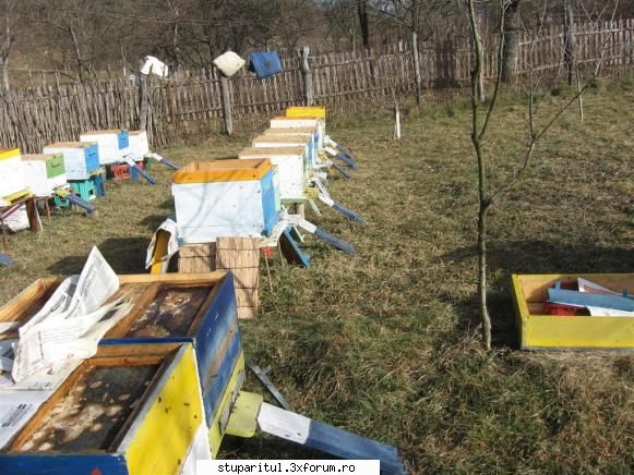Stupina mea - beehaver - PAGINI PERSONALE ! CINE SUNT EU ?
