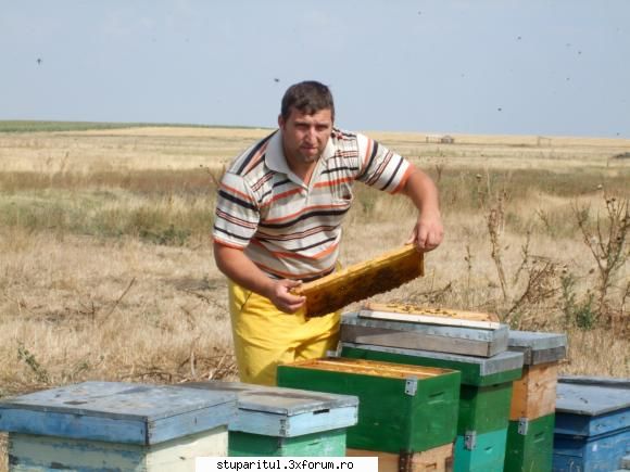 Stupina mea - Eu la Floarea Soarelui 2008 - caldura mare dar - PAGINI PERSONALE ! CINE SUNT EU ?
