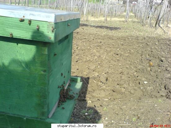 Stupina mea - 24.03 acelesi stup, doar ce ajunsesem la stupina - POZE