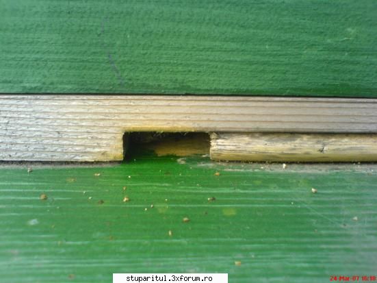 Stupina mea - Am un filmulet in schimb cu cel care avea mancare - POZE