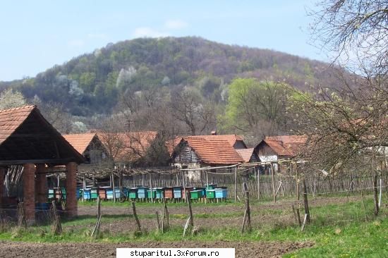 Stupina mea - nelu55 - POZE