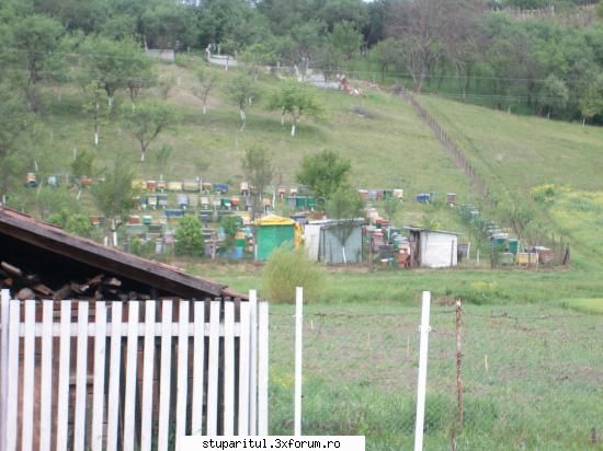Stupina mea - Aspect de la stupina. Ma grabesc sa termin de pus - POZE