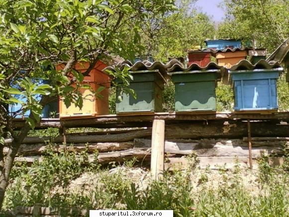 Stupina mea, Iclod, jud.Alba - sym1 - POZE