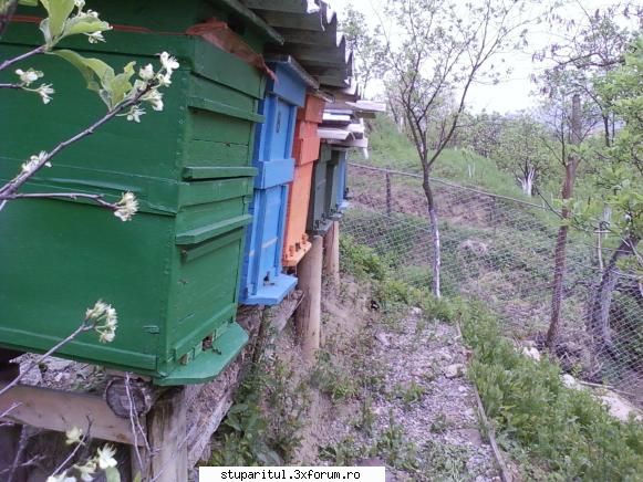Stupina mea, Iclod, jud.Alba - sym1 - POZE