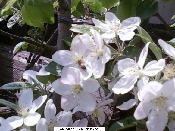 Stupina mea, Iclod, jud.Alba - sym1 - POZE