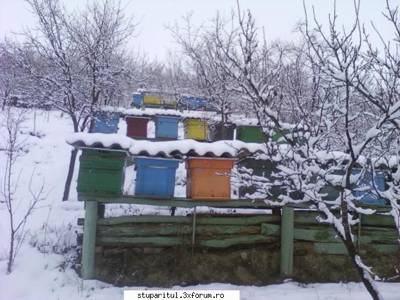 Stupina mea, Iclod, jud.Alba - sym1 - POZE