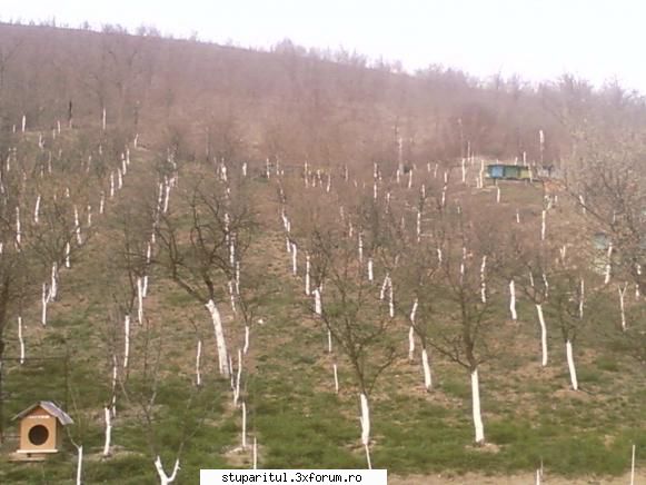 Stupina mea, Iclod, jud.Alba - martie 2011, urmeaza prunii - POZE