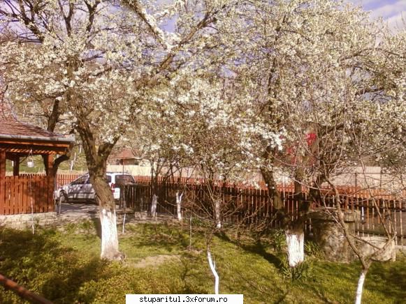 Stupina mea, Iclod, jud.Alba - au fost corcodusii - POZE