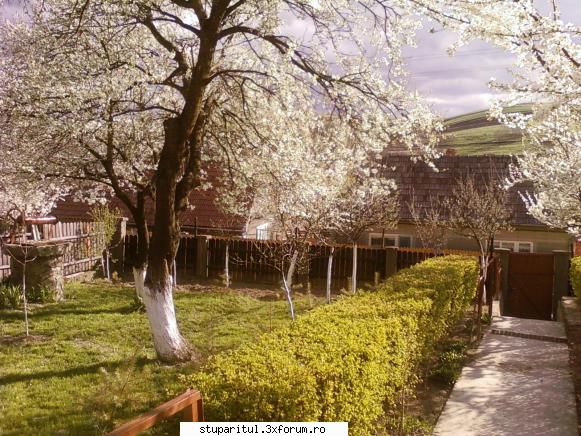Stupina mea, Iclod, jud.Alba - sym1 - POZE