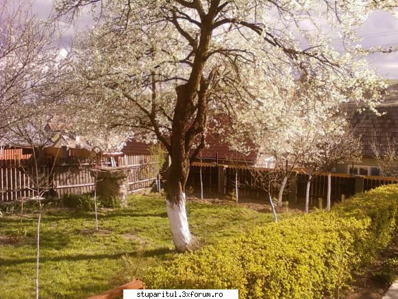 Stupina mea, Iclod, jud.Alba - sym1 - POZE