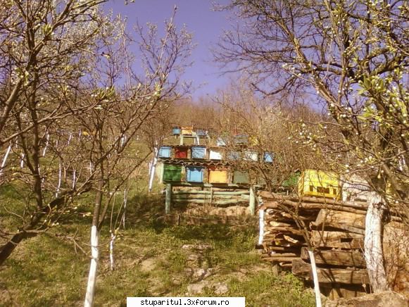 Stupina mea, Iclod, jud.Alba - sym1 - POZE