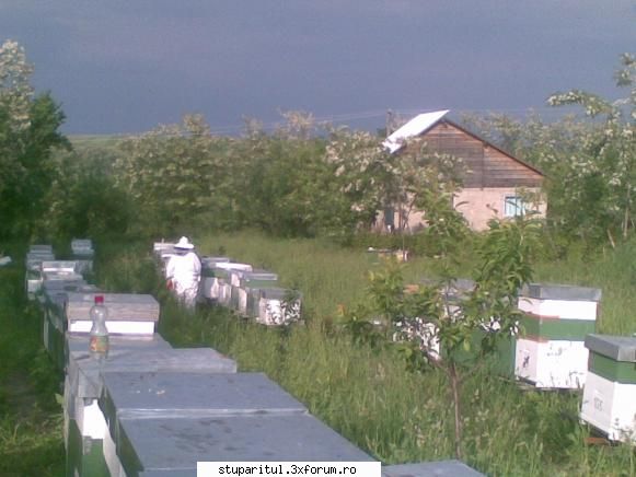 un inceput de salcam 2010! stupina mai multe