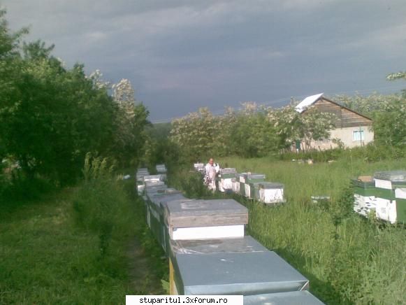 Stupina mea..............si mai multe - livas - POZE