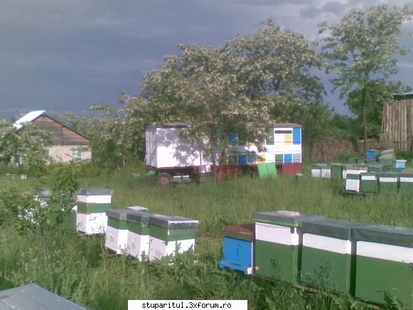 Stupina mea..............si mai multe - salcam la mama lui! - POZE