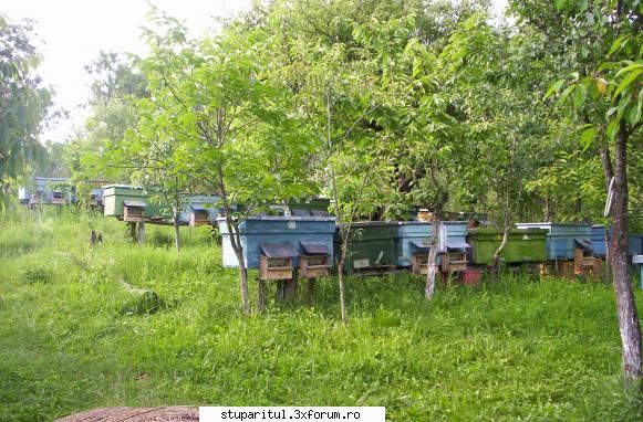 Stupina stationara - hive - POZE