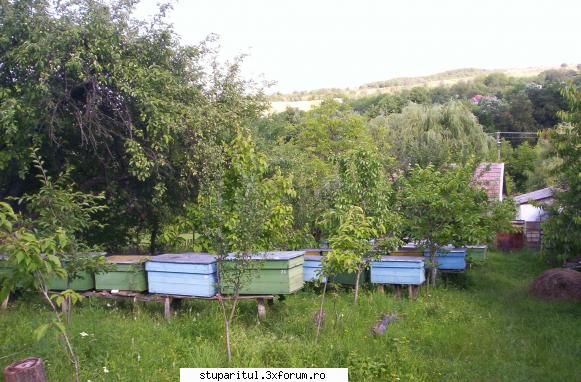 Stupina stationara - hive - POZE