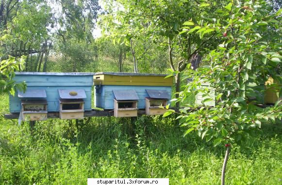 Stupina stationara - hive - POZE