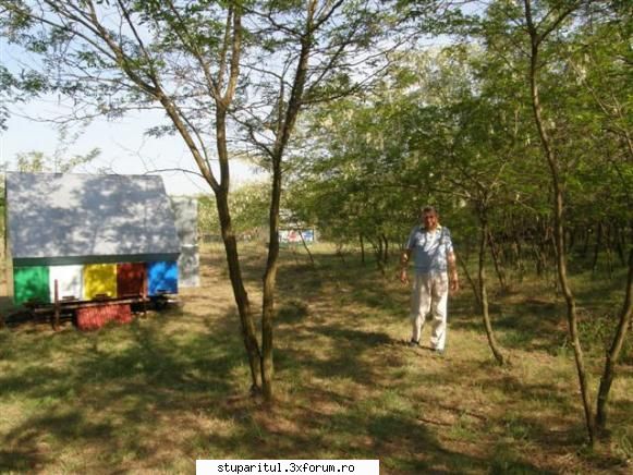 Stupine de hoby - Poza 6.Apicultorul pare că s-a odihnit bine - POZE
