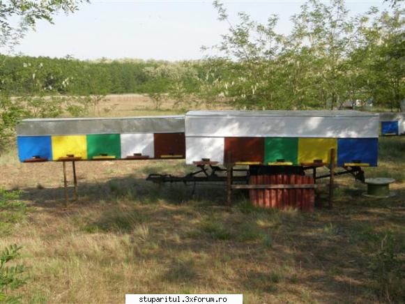 Stupine de hoby - Poza 7.Pentru transport se �mpachetează - POZE