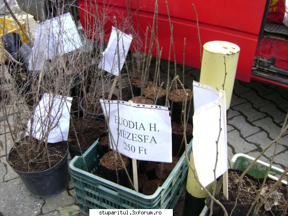 TARG Apicol SZEKESFEHERVAR UNGARIA - ne-a intampinat la poarta cu - CALENDAR APICOL - EVENIMENTE APICOLE