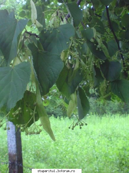 Teiul - in cat timp infloreste teiul acesta? - BAZA MELIFERA - PLANTE , ARBUSTI , ARBORI
